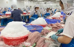 Xuất khẩu cá tra sang thị trường EU duy trì đà tăng trưởng
