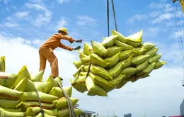 VCCI kiến nghị bỏ rào cản với doanh nghiệp xuất khẩu gạo