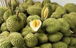 Ưu tiên thông quan nông lâm thủy sản và sầu riêng