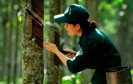 Nắm bắt thời cơ, đẩy mạnh xuất khẩu cao-su