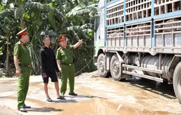 Kịp thời ngăn chặn 180 con lợn  nhiễm dịch tả châu Phi đi tiêu thụ