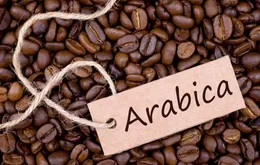 Sự trỗi dậy của cà phê Arabica Việt