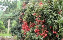 Vải trứng Hưng Yên: Nâng tầm thương hiệu trái cây Việt