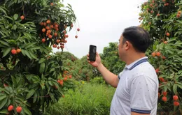 Xúc tiến thị trường, tìm đầu ra với giá tốt cho vải Thanh Hà