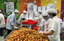 Vải thiều được mùa, nâng tầm xuất khẩu