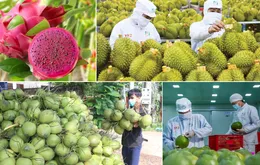 Trung Quốc “siết” nhập khẩu, rau quả Việt chuyển hướng mới