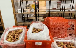 Vải thiều Việt Nam xuất sang thị trường Hoa Kỳ