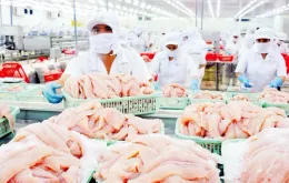 7 doanh nghiệp cá tra Việt được miễn thuế chống bán phá giá tại Mỹ