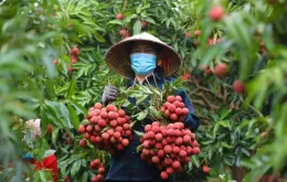 Giá vải thiều có nơi chỉ còn 3.000 đồng/kg