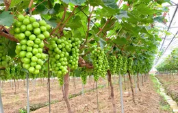 Du lịch xanh kết hợp nông nghiệp bền vững lên ngôi