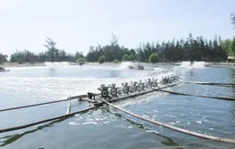 Bến Tre vượt mục tiêu 4.000 ha nuôi tôm công nghệ cao