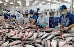 Cá tra rộng đường vào thị trường Hoa Kỳ