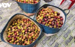 Măng cụt mất mùa, giá cao nhưng nông dân vẫn "thiệt kép"
