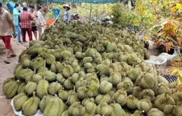Sầu riêng, mít, chanh vẫn lao dốc, nhà vườn ở Đồng Tháp thất thu