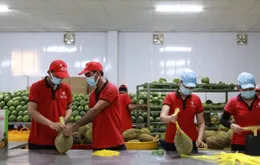 Cà phê, sầu riêng lập kỷ lục, nông sản Việt rộng cửa ra thế giới