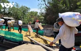 Giá lúa Hè thu vùng ĐBSCL đang ở mức thấp, nhà nông không có lãi