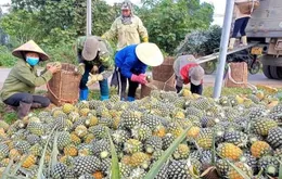 Dứa Việt Nam rộng đường xuất ngoại: Cần chiến lược bài bản để cán mốc tỷ USD