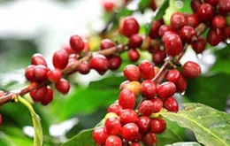 Giá cà phê tăng mạnh