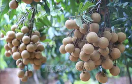 Bảo tồn và nhân rộng giống nhãn đặc sản ở Hưng Yên