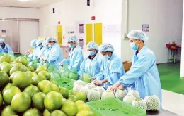Cơ hội cho trái cây Việt Nam tại thị trường Mỹ