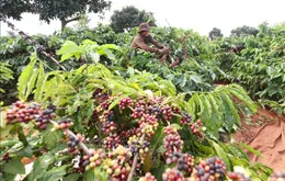 Xuất khẩu nông, lâm, thủy sản 7 tháng tăng 14,7%