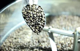 Cà phê Việt trước thách thức từ quy định chống mất rừng của EU