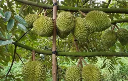 Xuất khẩu nông sản sang Trung Quốc đối mặt quy định mới