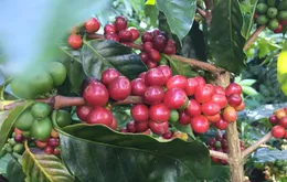 Trung Quốc ra quy định mới về nhập khẩu nông sản