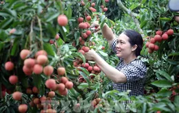 Thúc đẩy hợp tác, chuẩn bị điều kiện xuất khẩu vải thiều sang thị trường Bắc Mỹ