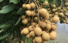 Nhãn lồng Hưng Yên hướng đến xuất khẩu bền vững