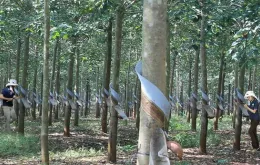 Ngành cao su gỡ nút thắt xuất khẩu