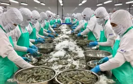 Xuất khẩu thủy sản Việt Nam: Chủ động ứng phó, nâng chuẩn để giữ vững thị trường