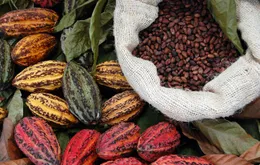 Giá ca cao tăng chóng mặt