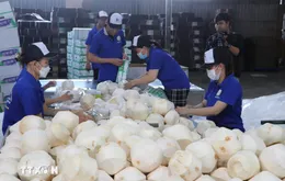 Khai mở giá trị tỷ đô cho thị trường xuất khẩu dừa