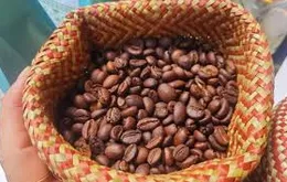 Giá cà phê cao nhất từ trước đến nay