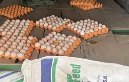 Kiểm tra, tiêu hủy trên 5.000 quả trứng gà không rõ nguồn gốc xuất xứ