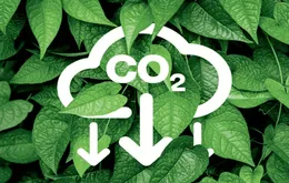 Quy định về sàn giao dịch carbon trong nước