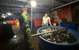 Công an TP Hồ Chí Minh triệt phá đường dây ngâm thịt ốc bằng hóa chất công nghiệp quy mô đặc biệt lớn