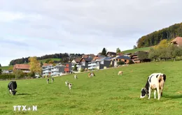 Thêm hai lô sữa bột trẻ em của Nestlé bị thu hồi tại châu Âu