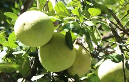 Australia công bố điều kiện nhập khẩu bưởi tươi Việt Nam