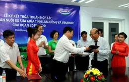 Vinamilk hợp tác với tỉnh Lâm Đồng phát triển chăn nuôi bò sữa giai đoạn 2015-2020