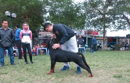 Dogshow Chó đẹp Rottweiler toàn miền Bắc sắp khởi tranh