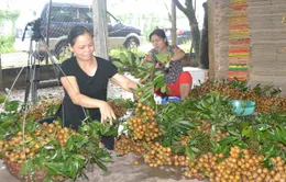 Nhãn chín muộn Việt Nam đã đến Mỹ