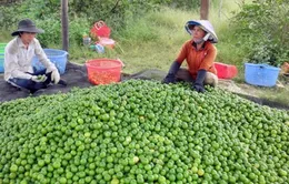 Chanh không hạt chính vụ giảm giá