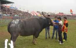 Hội chọi trâu: Không mổ bán mà giữ lại trâu vô địch