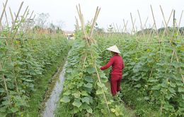 Thu nhập bình quân của nông dân Hà Nội sẽ đạt 40-45 triệu đồng/năm trong 5 năm tới