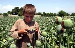 Những đứa trẻ lớn lên cùng ma tuý tại Afghanistan