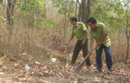 Bình Dương chủ động phòng chống cháy rừng cao su