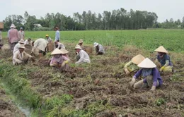 Vĩnh Long: Khoai lang rớt giá, nông dân lỗ hàng tỷ đồng