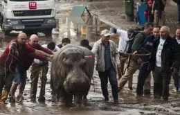 Georgia: Hà mã, cá sấu sổng chuồng "đi dạo" trên phố